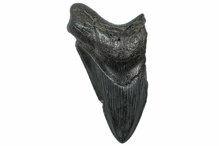 Partial, Fossil Megalodon Tooth - South Carolina #300138